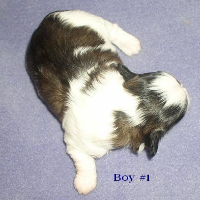boy