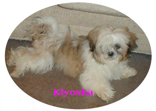Kiyosha