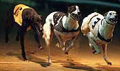 Brighton & Hove Dogs
