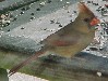 Female cardinal