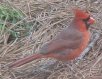 Male cardinal
