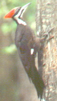 Pileated Woodpecker