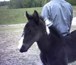 Apache's Ace of Spades (TWH)