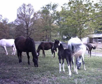 Apache's Ace of Spades (TWH)