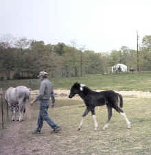 Apache's Ace of Spades (TWH)