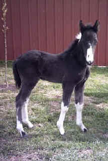 Apache's Ace of Spades (TWH)