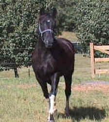 Generator's Apache Boy (TWH)