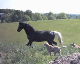 Generator's Apache Boy (TWH)