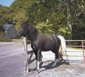 Generator's Apache Boy (TWH)