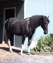 Generator's Apache Boy (TWH)