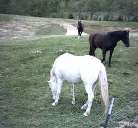 Moonstruck Lady "Barbie" (RHA)