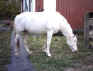 Moonstruck Lady ("Barbie") (Racking Horse)