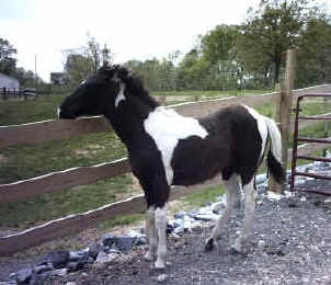 Beauty (TWH)