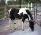 Apache's Little Beauty (TWH)