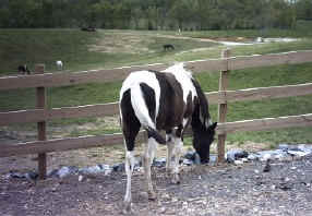 Beauty (TWH)