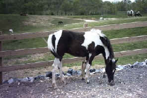 Beauty (TWH)