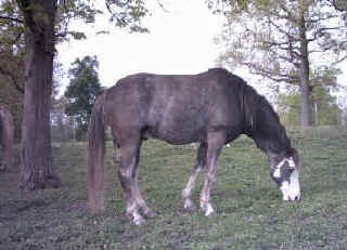 Barbie's Silver Sensation "Cocoa" (Racking Horse)
