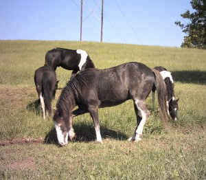 Cocoa, Racking Horse