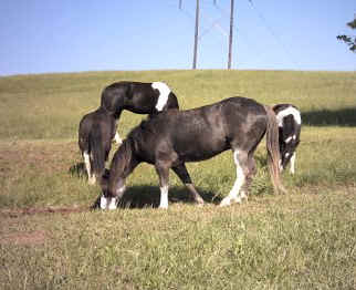 Cocoa, Racking Horse