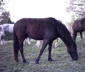Dakota (Tennessee Walker)