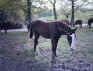 Gold Dust (Racking Horse)