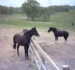 Gold Dust (Racking Horse)