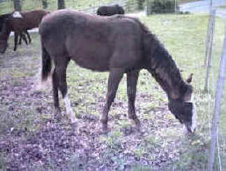 Gold Dust (Racking Horse)