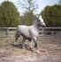 Merry Boy's Modern Art "Grey Lady" (TWH)