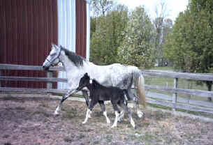 Merry Boy's Modern Art (TWH) with Ace of Spades
