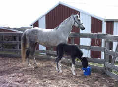 Merry Boy's Modern Art (TWH) with Ace of Spades