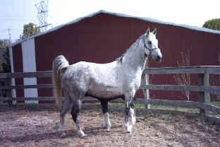 Merry Boy's Modern Art (TWH)