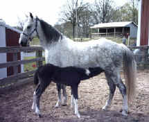 Merry Boy's Modern Art (TWH) with Ace of Spades
