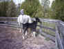 Apache's Ace of Spades (TWH)