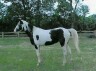 Pushing Paint's Princess (TWH)
