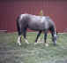 Independence Rose (TWH)