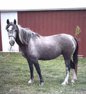 Independence Rose (TWH)