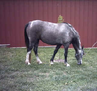 Independence Rose (TWH)