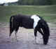 Scout (TWH)