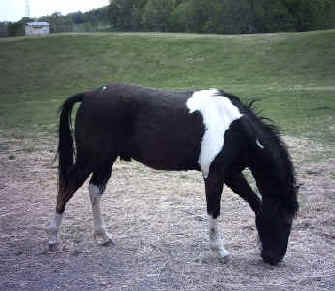 Scout (TWH)