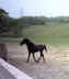 Pride's Spirit (Racking Horse)