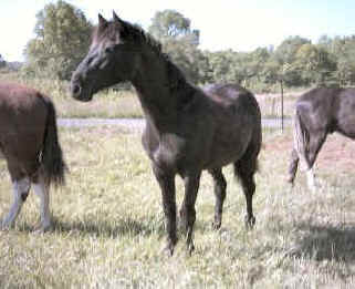 Spirit, Racking Horse