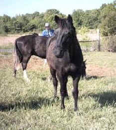 Spirit, Racking Horse