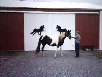 Samson's Choice Cut "Sugar" (TWH)