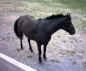 Wichita (TWH)