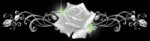 white rose divider