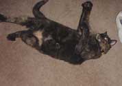c_attack2_th.jpg (9061 bytes)