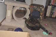 c_attack4_th.jpg (10740 bytes)