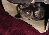 c_bagagain_th.jpg (11771 bytes)