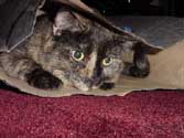 c_bagpeek_th.jpg (12370 bytes)