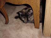 c_bedtime_th.jpg (10365 bytes)